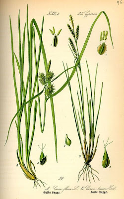 Carex flava L.