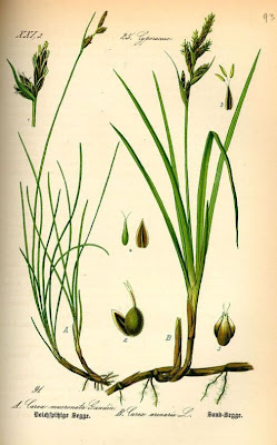 Carex mucronata All.