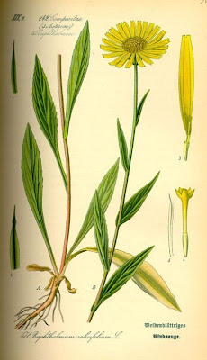 Buphthalmum salicifolium,
ox-eye,
Yellow Ox Eye Buphthalmum salicifolium,
ox-eye,
Yellow Ox Eye
