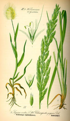 Calamagrostis epigejos,
bush grass,
Cannella delle paludi,
Wood Small Reed,
wood smallreed Calamagrostis epigejos,
bush grass,
Cannella delle paludi,
Wood Small Reed,
wood smallreed