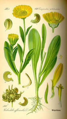 Calendula officinalis,
calendula,
Fiorrancio coltivato,
marigold,
pot marigold,
pot-marigold,
ruddles,
Scotch Marigold,
Scotch-marigold,
Scottish-marigold Calendula officinalis,
calendula,
Fiorrancio coltivato,
marigold,
pot marigold,
pot-marigold,
ruddles,
Scotch Marigold,
Scotch-marigold,
Scottish-marigold