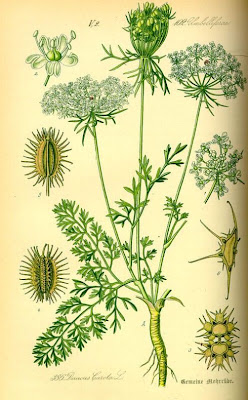 Carota coltivata Carota coltivata
