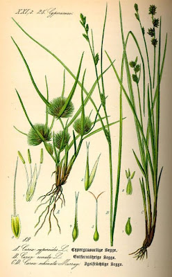 Carex remota L.