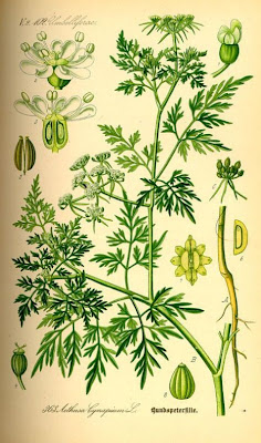 Cicuta aglina Cicuta aglina