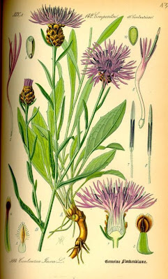 Fiordaliso di Welden