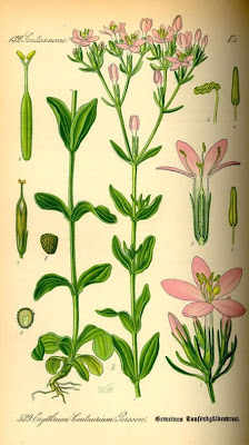 Common centaury Common centaury