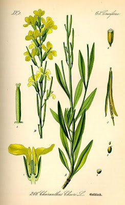 Wallflower Wallflower