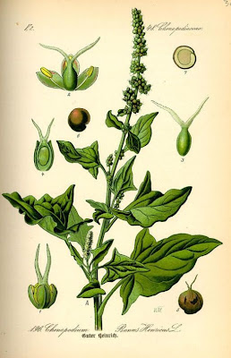 Farinello buon-enrico