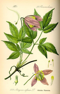 Alpine Clematis, Clematis alpina Alpine Clematis, Clematis alpina