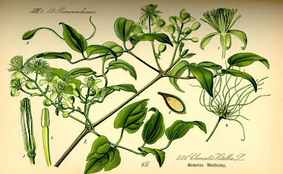 Clematis vitalba L.
