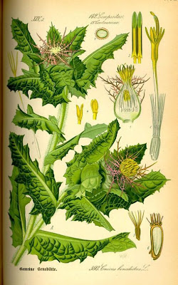 Blessed thistle Blessed thistle