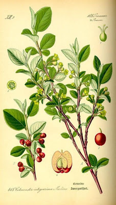 Cotognastro minore Cotognastro minore