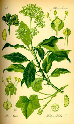 Hedera helix L.