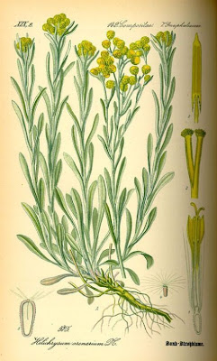 Yellow chasteweed Yellow chasteweed