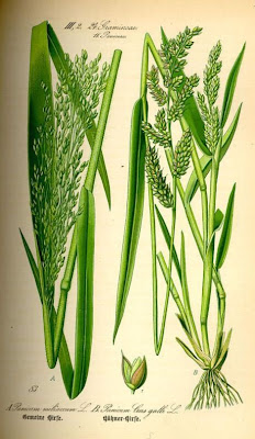 Echinochloa crus-galli,
arrocillo,
barnyard grass,
barnyardgrass,
cockspur,
cockspur grass,
echinochloa pied-de-coq,
gew&ouml;hnliche H&uuml;hnerhirse,
Giavone comune,
H&uuml;hnerhirse,
Japanese millet,
large barnyard grass,
pata de gallo