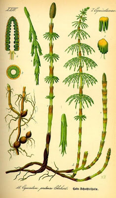 Equisetum pratense Ehrh.