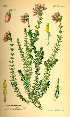 Crossleaf heath Crossleaf heath