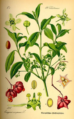 European spindletree European spindletree
