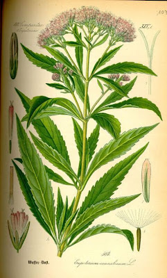 Hemp-agrimony Hemp-agrimony