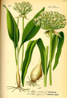 Broadleaf garlic Broadleaf garlic