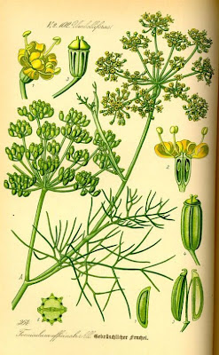 Fenchel Fenchel