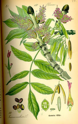 Ash, Fraxinus excelsior Ash, Fraxinus excelsior