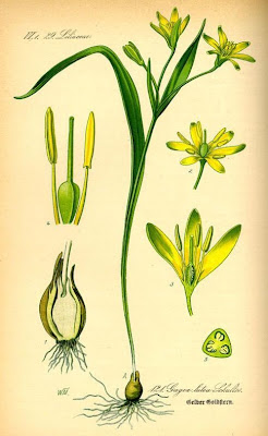 Gagea lutea,
Cipollaccio stellato