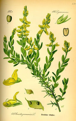 German Greenweed