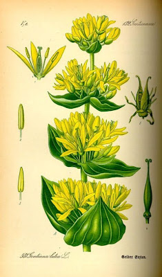 Genziana ad antere saldate