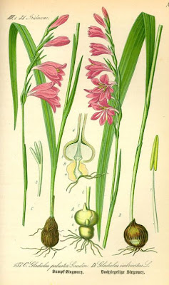 Gladiolus palustris Gaudin