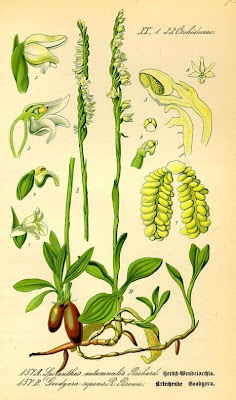 Lesser rattlesnake plantain Lesser rattlesnake plantain