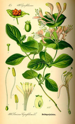 Lonicera caprifolium L.