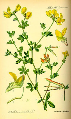 Garden bird's-foot-trefoil Garden bird's-foot-trefoil