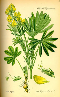 European yellow lupine