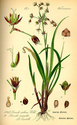 Field woodrush