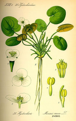 European frog's-bit European frog's-bit