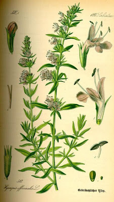 Hyssopus officinalis L.