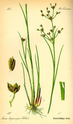 Juncus articulatus,
Giunco nodoso,
jointed rush,
jointleaf rush,
juncus