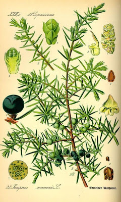 Common juniper Common juniper
