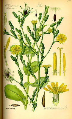 Lactuca virosa,
alface-brava-maior,
bitter lettuce,
Gift-Lattich,
laitue vireuse,
Lattuga velenosa,
lechuga ponzo&ntilde;osa,
wild lettuce
