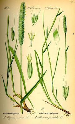 Golden foxtail grass