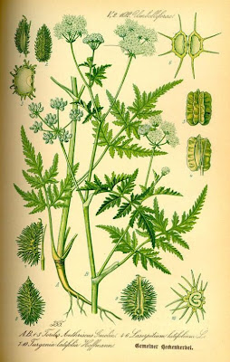 Broad Leaved Sermountain Broad Leaved Sermountain