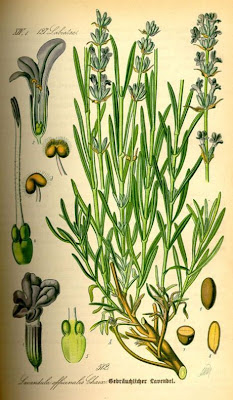 Lavandula angustifolia Miller