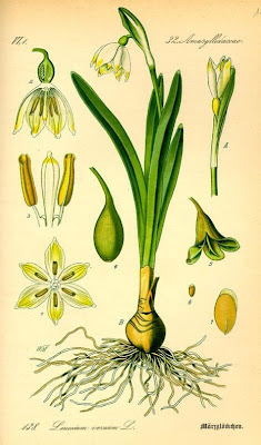 Leucojum vernum L.