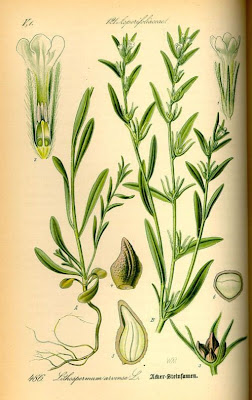 Field gromwell