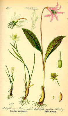 Alpine lily Alpine lily