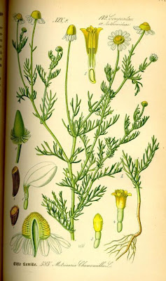 Hungarian chamomile