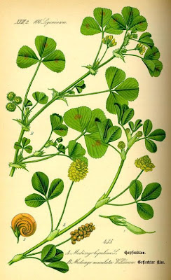Erba medica lupulina