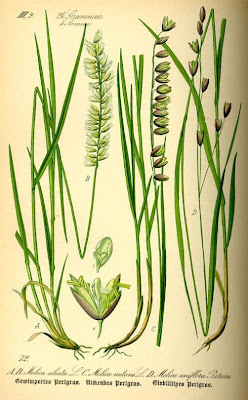 Eyelash Pearl Grass