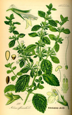Citronella Citronella